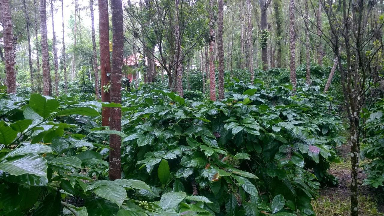 Rai Cottage @ Coorg ,Suntikoppa 외부 사진