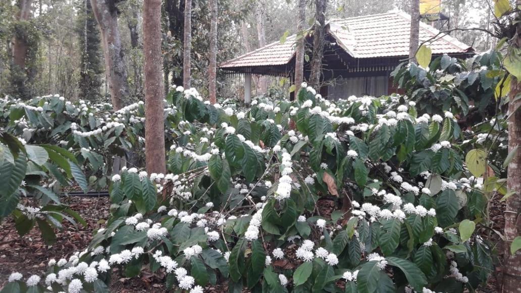 Rai Cottage @ Coorg ,Suntikoppa 외부 사진